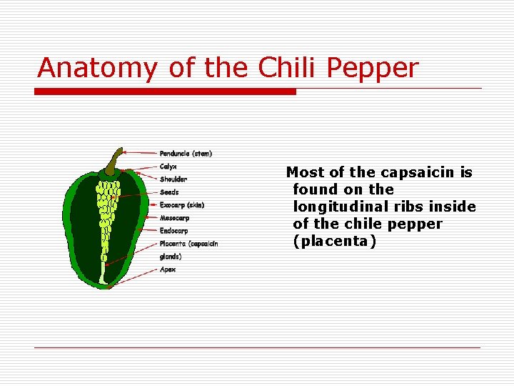 Anatomy of the Chili Pepper Most of the capsaicin is found on the longitudinal