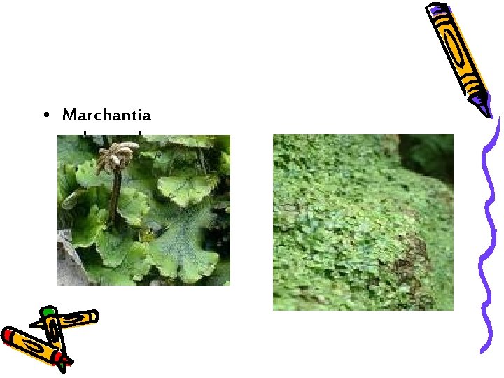  • Marchantia polymorpha 