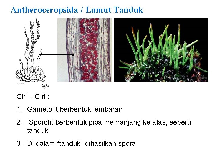 Antheroceropsida / Lumut Tanduk Ciri – Ciri : 1. Gametofit berbentuk lembaran 2. Sporofit