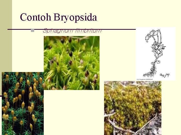 Contoh Bryopsida n Sphagnum fimbritum 