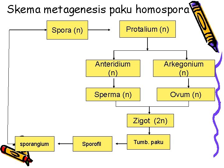 Skema metagenesis paku homospora Protalium (n) Spora (n) Anteridium (n) Arkegonium (n) Sperma (n)