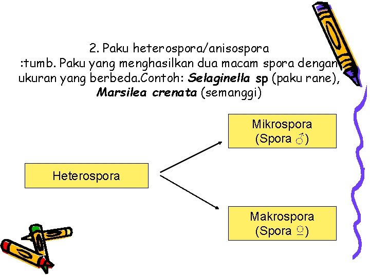 2. Paku heterospora/anisospora : tumb. Paku yang menghasilkan dua macam spora dengan ukuran yang