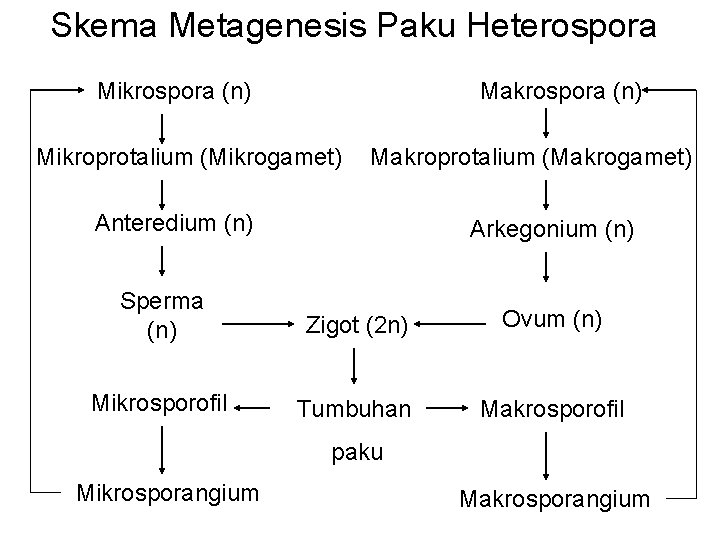 Skema Metagenesis Paku Heterospora Mikrospora (n) Makrospora (n) Mikroprotalium (Mikrogamet) Makroprotalium (Makrogamet) Anteredium (n)