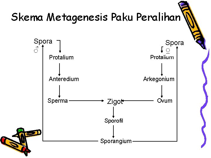 Skema Metagenesis Paku Peralihan Spora ♂ Spora ♀ Protalium Anteredium Sperma Arkegonium Zigot Sporofil