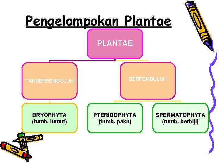 Pengelompokan Plantae PLANTAE TAKBERPEMBULUH BRYOPHYTA (tumb. lumut) BERPEMBULUH PTERIDOPHYTA (tumb. paku) SPERMATOPHYTA (tumb. berbiji)