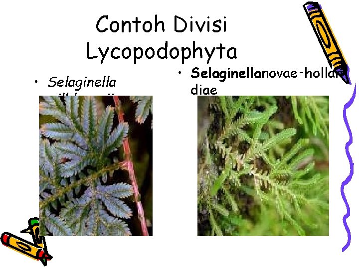 Contoh Divisi Lycopodophyta • Selaginella willdenovii • Selaginellanovae‑hollan diae 