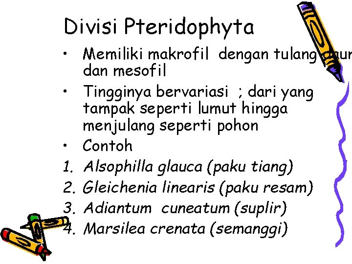 Divisi Pteridophyta • Memiliki makrofil dengan tulang daun dan mesofil • Tingginya bervariasi ;