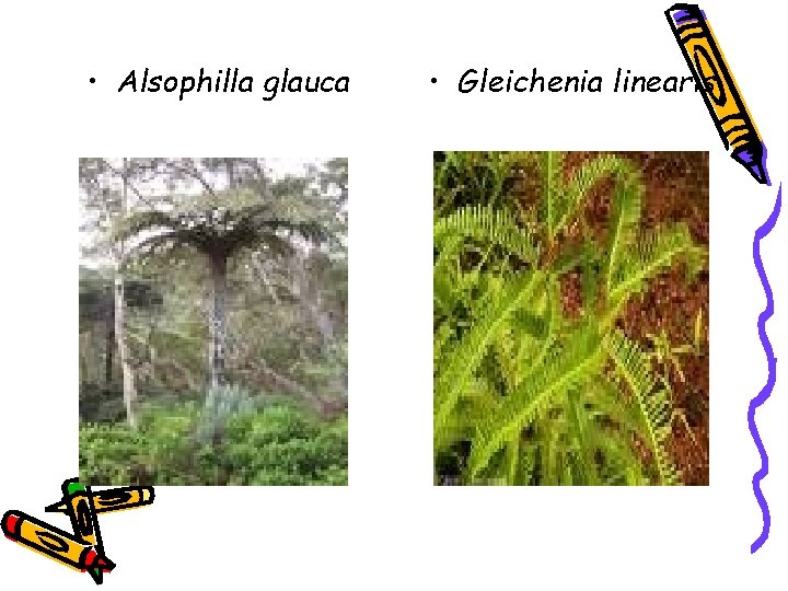  • Alsophilla glauca • Gleichenia linearis 