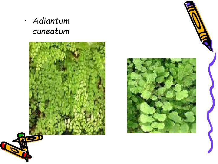  • Adiantum cuneatum 