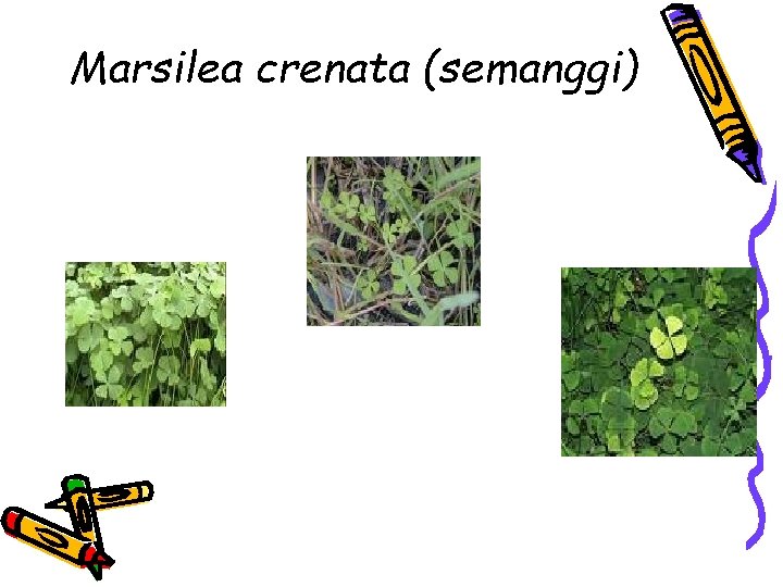 Marsilea crenata (semanggi) 