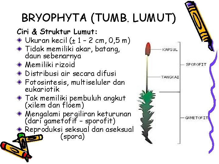 BRYOPHYTA (TUMB. LUMUT) Ciri & Struktur Lumut: Ukuran kecil (± 1 – 2 cm,