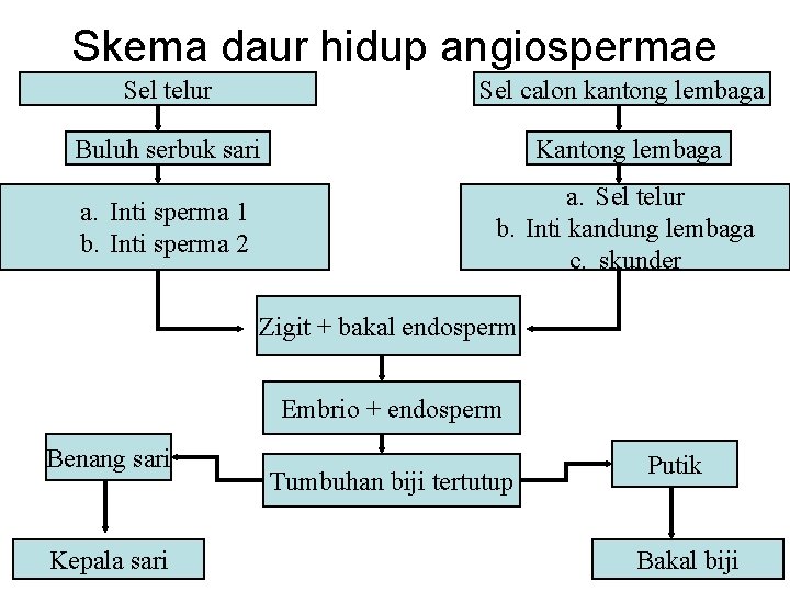 Skema daur hidup angiospermae Sel telur Sel calon kantong lembaga Buluh serbuk sari Kantong