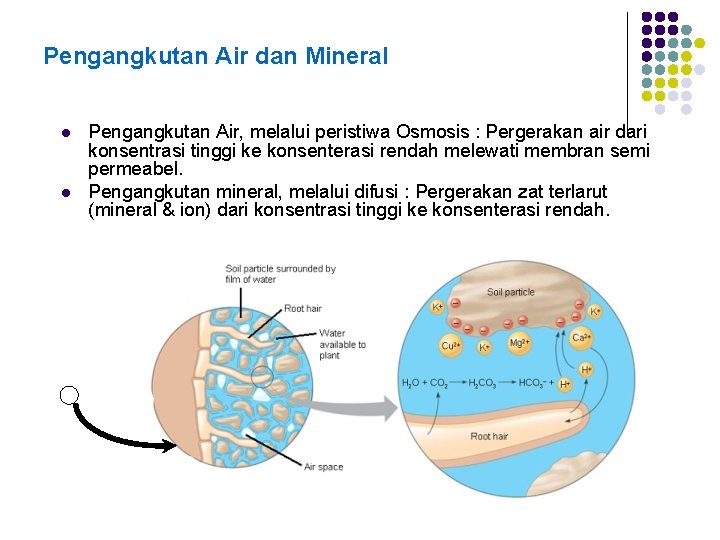 Pengangkutan Air dan Mineral l l Pengangkutan Air, melalui peristiwa Osmosis : Pergerakan air