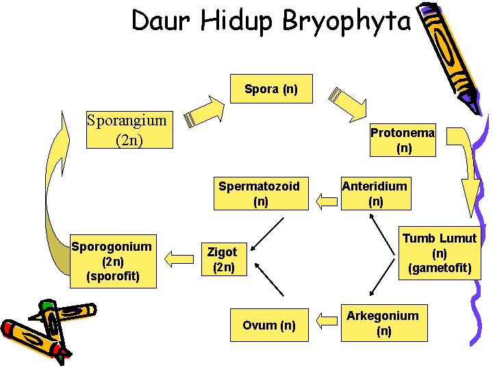 Daur Hidup Bryophyta Spora (n) Sporangium (2 n) Protonema (n) Spermatozoid (n) Sporogonium (2