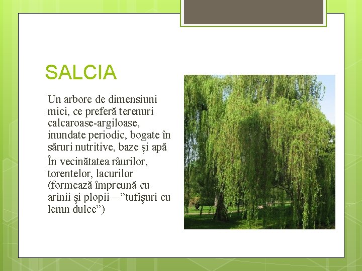 SALCIA Un arbore de dimensiuni mici, ce preferă terenuri calcaroase-argiloase, inundate periodic, bogate în