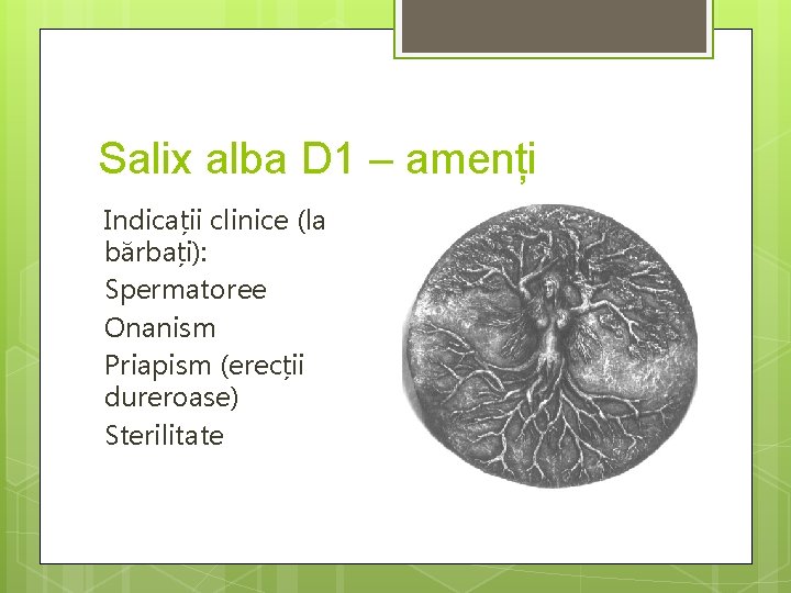 Salix alba D 1 – amenți Indicații clinice (la bărbați): Spermatoree Onanism Priapism (erecții