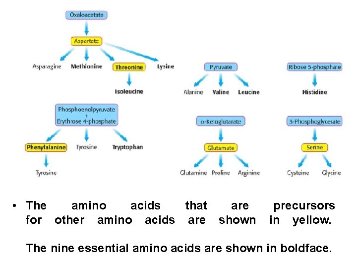 • The amino acids that are precursors for other amino acids are shown
