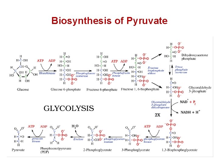 Biosynthesis of Pyruvate 