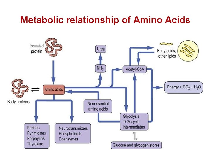 Metabolic relationship of Amino Acids 