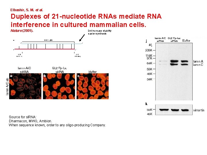 Elbashir, S. M. et al. Duplexes of 21 -nucleotide RNAs mediate RNA interference in