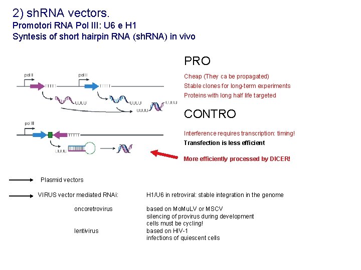 2) sh. RNA vectors. Promotori RNA Pol III: U 6 e H 1 Syntesis