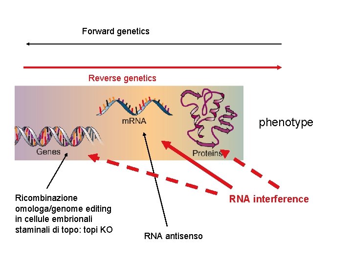 Forward genetics Reverse genetics phenotype Ricombinazione omologa/genome editing in cellule embrionali staminali di topo: