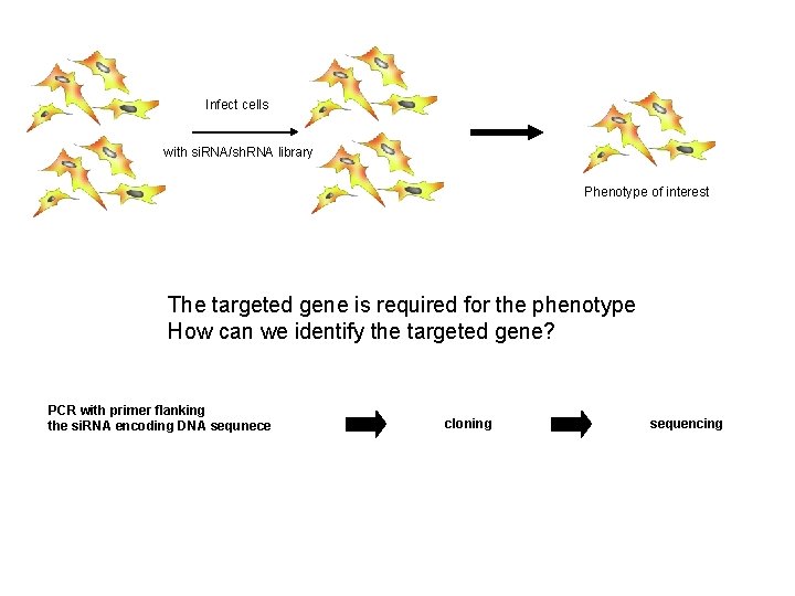 Infect cells with si. RNA/sh. RNA library Phenotype of interest The targeted gene is