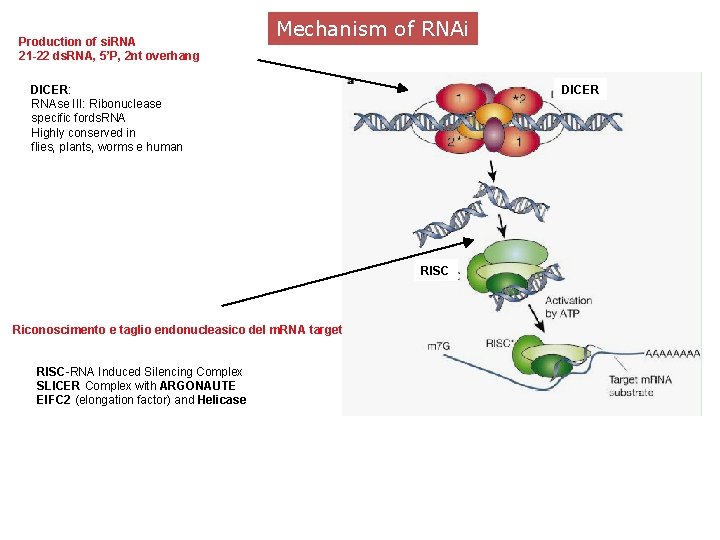 Production of si. RNA 21 -22 ds. RNA, 5’P, 2 nt overhang Mechanism of