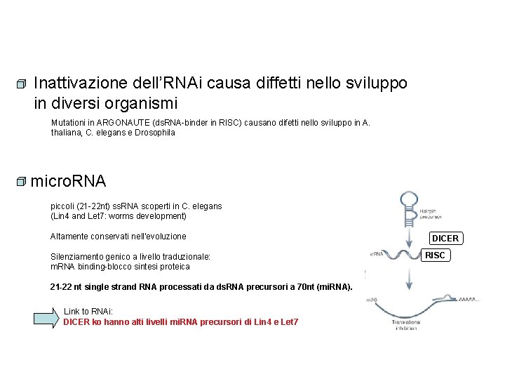 Inattivazione dell’RNAi causa diffetti nello sviluppo in diversi organismi Mutationi in ARGONAUTE (ds. RNA-binder