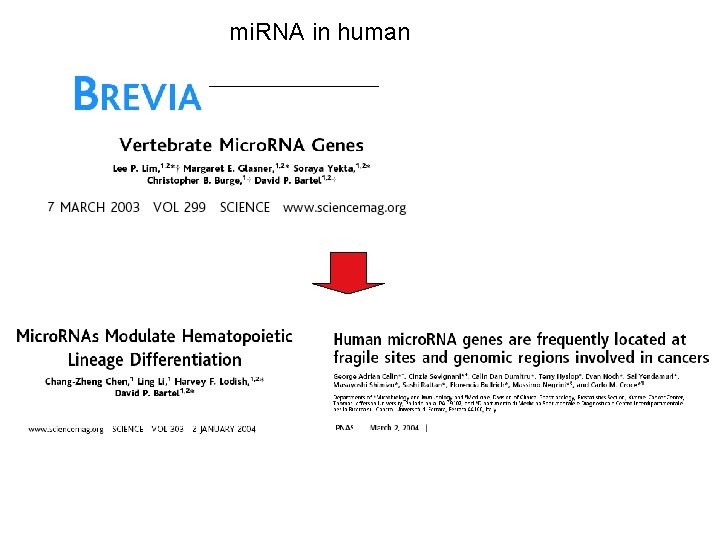 mi. RNA in human 