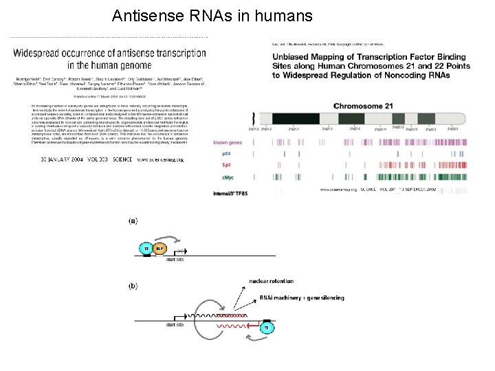 Antisense RNAs in humans 