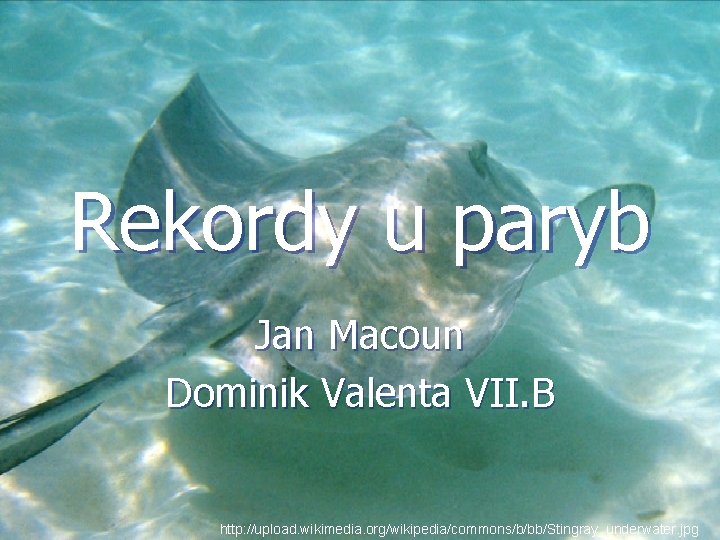 Rekordy u paryb Jan Macoun Dominik Valenta VII. B http: //upload. wikimedia. org/wikipedia/commons/b/bb/Stingray_underwater. jpg