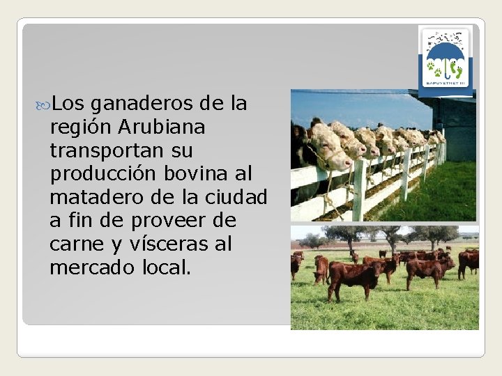  Los ganaderos de la región Arubiana transportan su producción bovina al matadero de