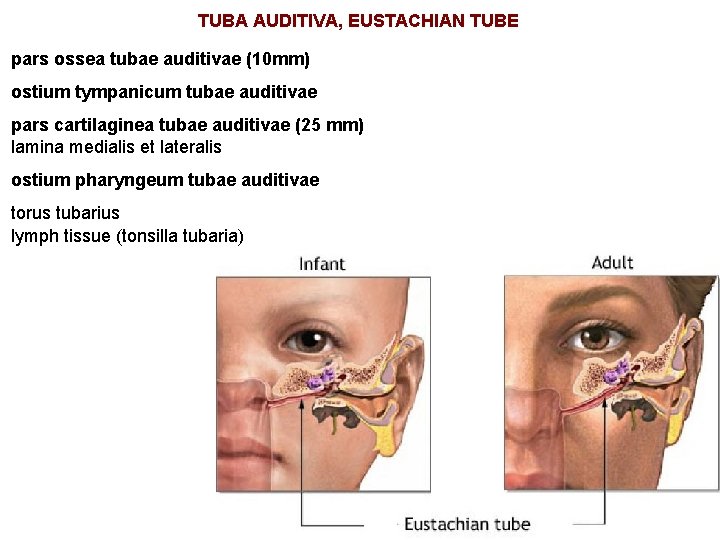 TUBA AUDITIVA, EUSTACHIAN TUBE pars ossea tubae auditivae (10 mm) ostium tympanicum tubae auditivae