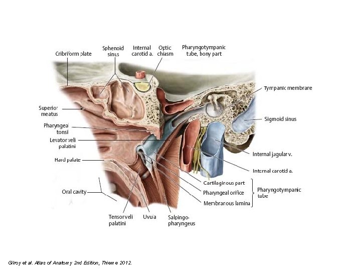 Gilroy et al. Atlas of Anatomy 2 nd Edition, Thieme 2012. 
