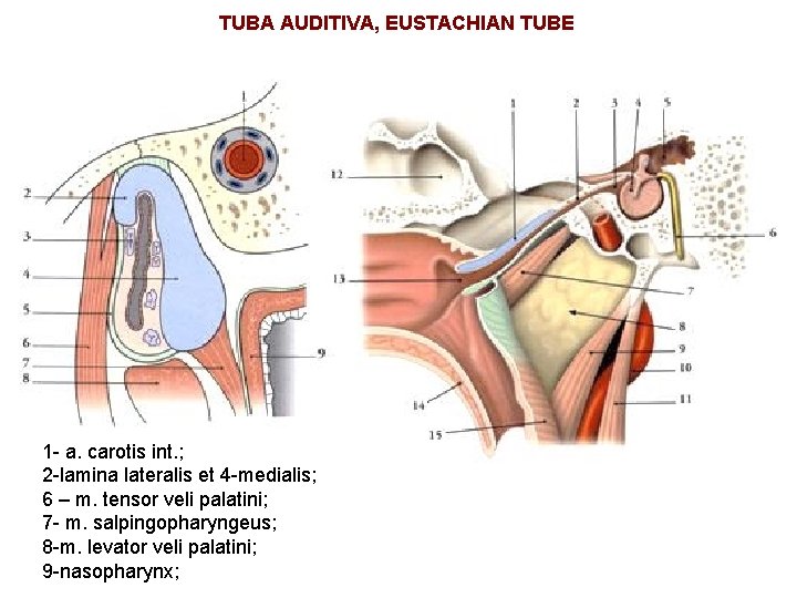 TUBA AUDITIVA, EUSTACHIAN TUBE 1 - a. carotis int. ; 2 -lamina lateralis et