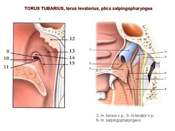 TORUS TUBARIUS, torus levatorius, plica salpingopharyngea 2 - m. tensor v. p. ; 3