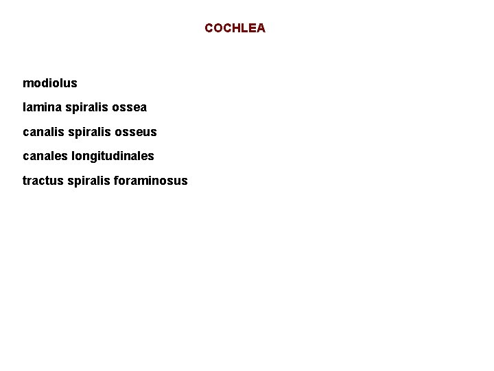 COCHLEA modiolus lamina spiralis ossea canalis spiralis osseus canales longitudinales tractus spiralis foraminosus 