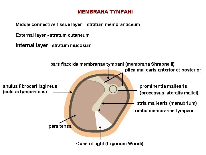 MEMBRANA TYMPANI Middle connective tissue layer – stratum membranaceum External layer - stratum cutaneum