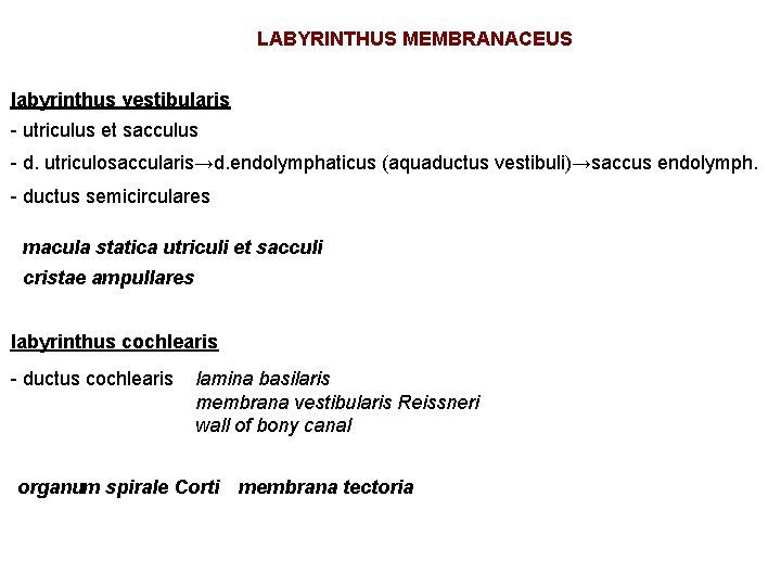 LABYRINTHUS MEMBRANACEUS labyrinthus vestibularis - utriculus et sacculus - d. utriculosaccularis→d. endolymphaticus (aquaductus vestibuli)→saccus