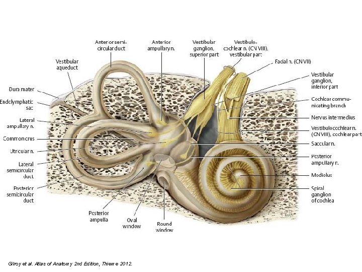 Gilroy et al. Atlas of Anatomy 2 nd Edition, Thieme 2012. 