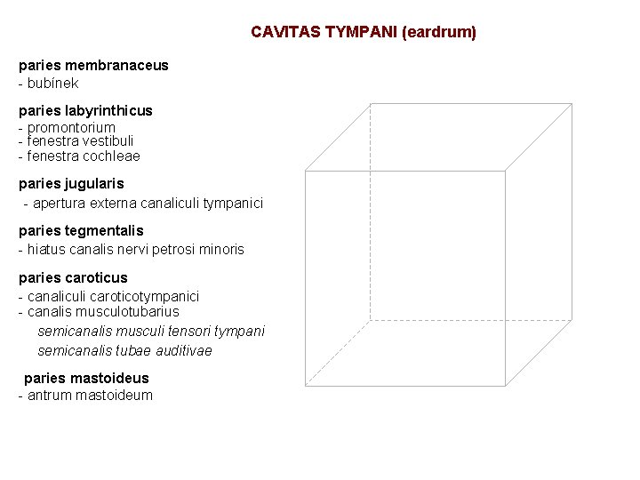 CAVITAS TYMPANI (eardrum) paries membranaceus - bubínek paries labyrinthicus - promontorium - fenestra vestibuli