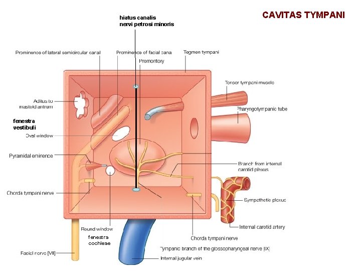 hiatus canalis nervi petrosi minoris fenestra vestibuli fenestra cochleae CAVITAS TYMPANI 