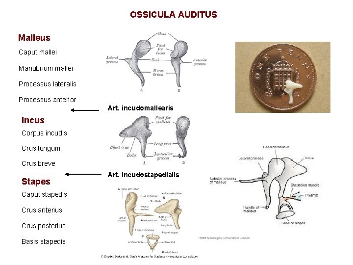 OSSICULA AUDITUS Malleus Caput mallei Manubrium mallei Processus lateralis Processus anterior Art. incudomallearis Incus