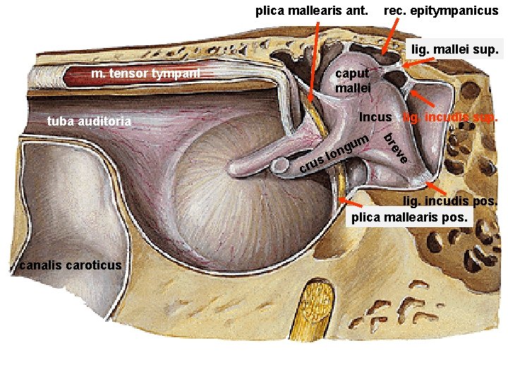 plica mallearis ant. rec. epitympanicus lig. mallei sup. m. tensor tympani caput mallei Incus