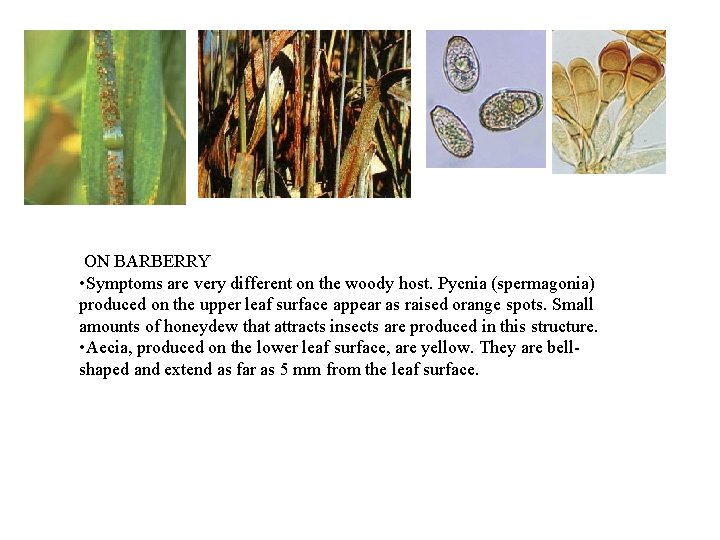 ON BARBERRY • Symptoms are very different on the woody host. Pycnia (spermagonia) produced