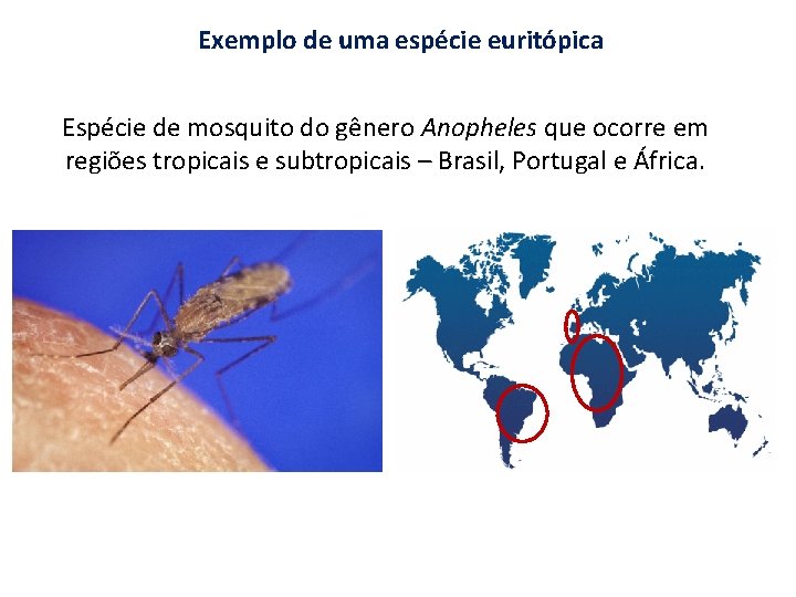 Exemplo de uma espécie euritópica Espécie de mosquito do gênero Anopheles que ocorre em