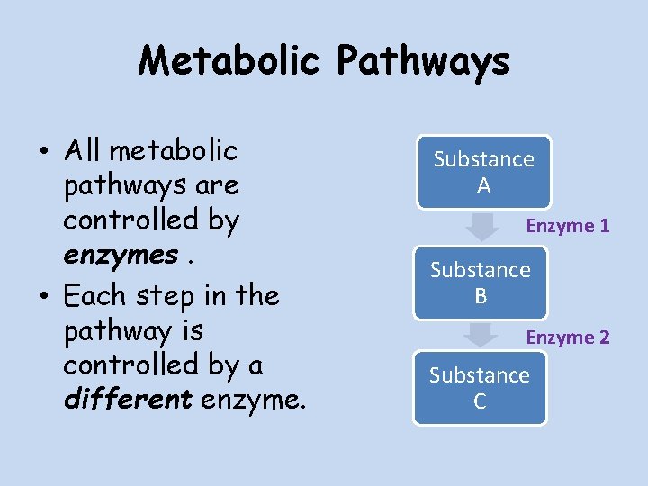 Metabolic Pathways • All metabolic pathways are controlled by enzymes. • Each step in