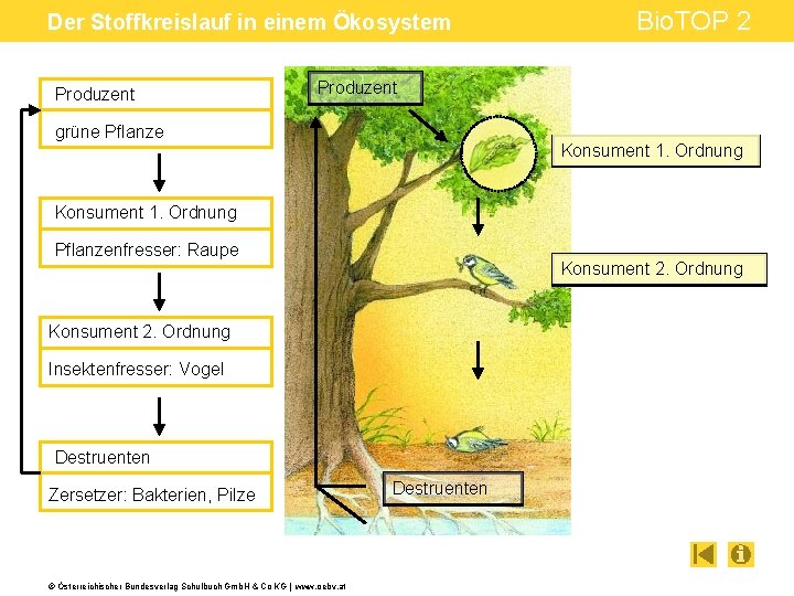 Der Stoffkreislauf in einem Ökosystem Produzent Bio. TOP 2 Produzent grüne Pflanze Konsument 1.