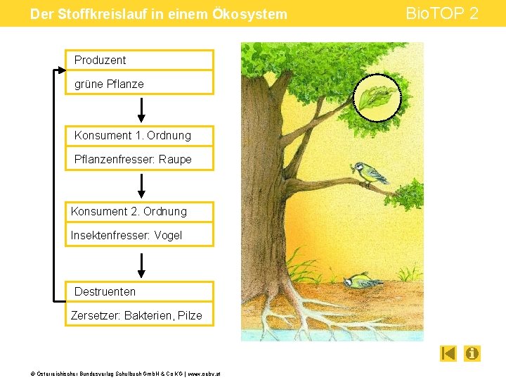 Der Stoffkreislauf in einem Ökosystem Produzent grüne Pflanze Konsument 1. Ordnung Pflanzenfresser: Raupe Konsument